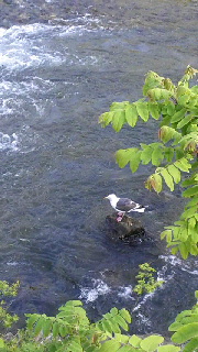 180(W)×320(H) 42.24