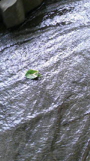 180(W)×320(H) 46.33