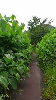 180(W)×320(H) 38.72