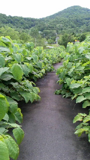 180(W)×320(H) 41.21