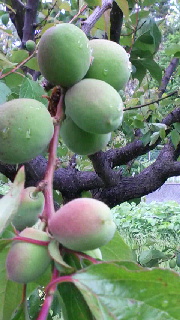 180(W)×320(H) 41.82