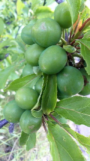 180(W)×320(H) 39.73