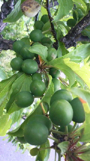 180(W)×320(H) 41.54