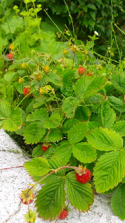 180(W)×320(H) 51.26