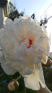 180(W)×320(H) 27.86