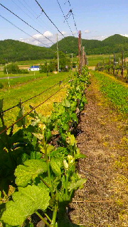 180(W)×320(H) 51.43