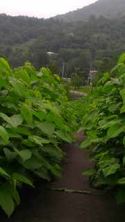 180(W)×320(H) 31.59