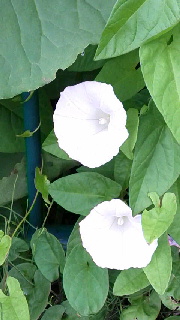 180(W)×320(H) 33.72