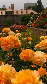 180(W)×320(H) 46.44