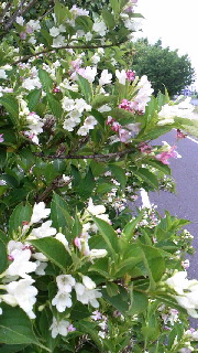 180(W)×320(H) 51.07