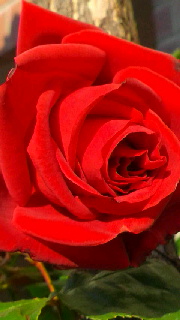 180(W)×320(H) 29.79