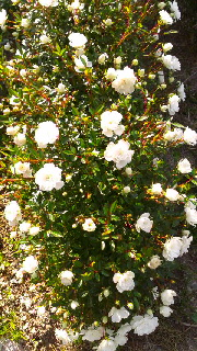 180(W)×320(H) 64.67