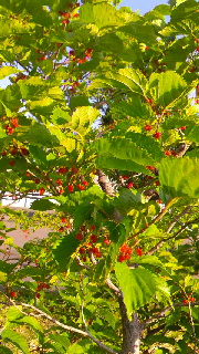 180(W)×320(H) 63.56