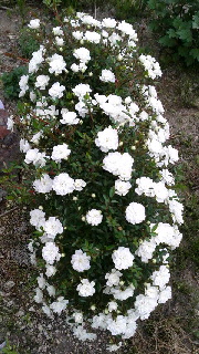 180(W)×320(H) 53.13