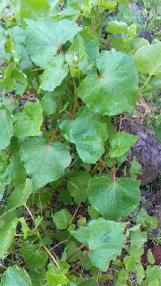 180(W)×320(H) 49.84