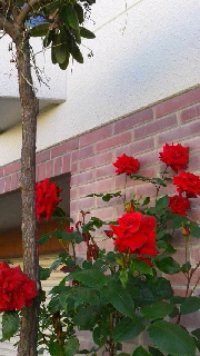 180(W)×320(H) 41.34