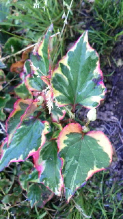 180(W)×320(H) 49.88