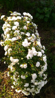 180(W)×320(H) 54.27