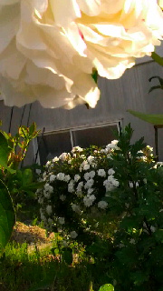 180(W)×320(H) 36.15