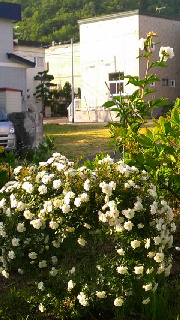 180(W)×320(H) 50.84