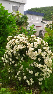 180(W)×320(H) 51.21