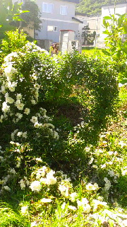 180(W)×320(H) 61.46