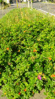 180(W)×320(H) 67.17