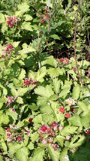 180(W)×320(H) 60.23