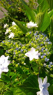 180(W)×320(H) 55.41