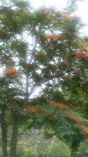 180(W)×320(H) 45.43