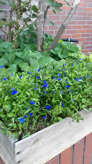 180(W)×320(H) 49.74