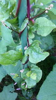 180(W)×320(H) 41.58