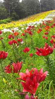 180(W)×320(H) 58.94