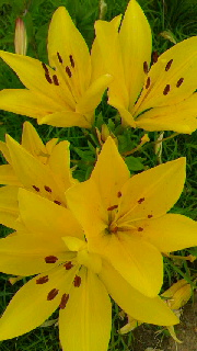 180(W)×320(H) 39.21