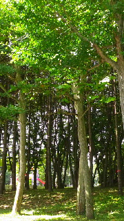 180(W)×320(H) 59.39