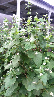 180(W)×320(H) 48.27