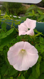 180(W)×320(H) 34.43