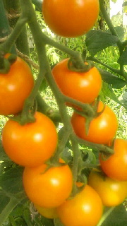 180(W)×320(H) 33.73