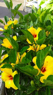 180(W)×320(H) 50.54