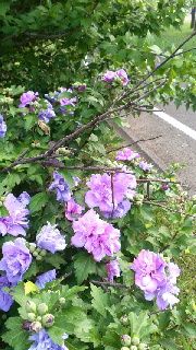 180(W)×320(H) 55.19