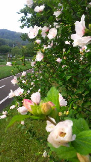 180(W)×320(H) 48.78