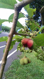 180(W)×320(H) 43.17