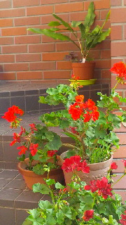 180(W)×320(H) 45.91