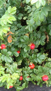 ファイル名: 2015081608380000.jpg
ファイルサイズ: 51.48KB 180(W)×320(H) 51.48