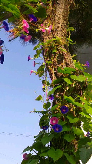 180(W)×320(H) 46.81