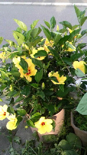 180(W)×320(H) 47.52