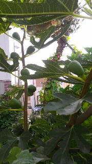 180(W)×320(H) 42.32