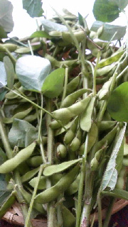 180(W)×320(H) 39.48