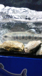 180(W)×320(H) 31.56