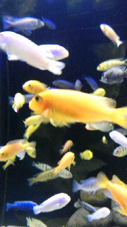 180(W)×320(H) 34.84